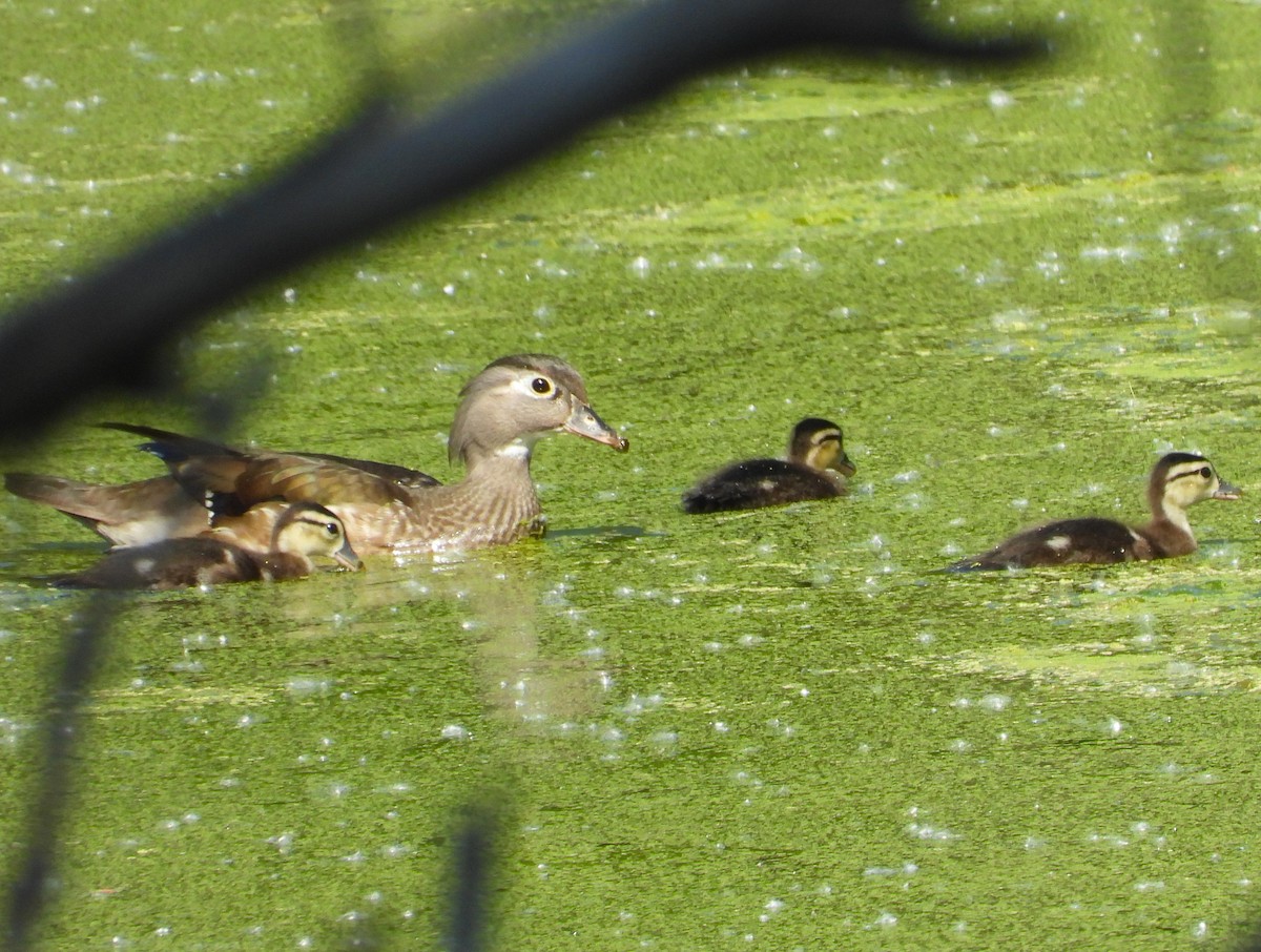 Wood Duck - ML620321858