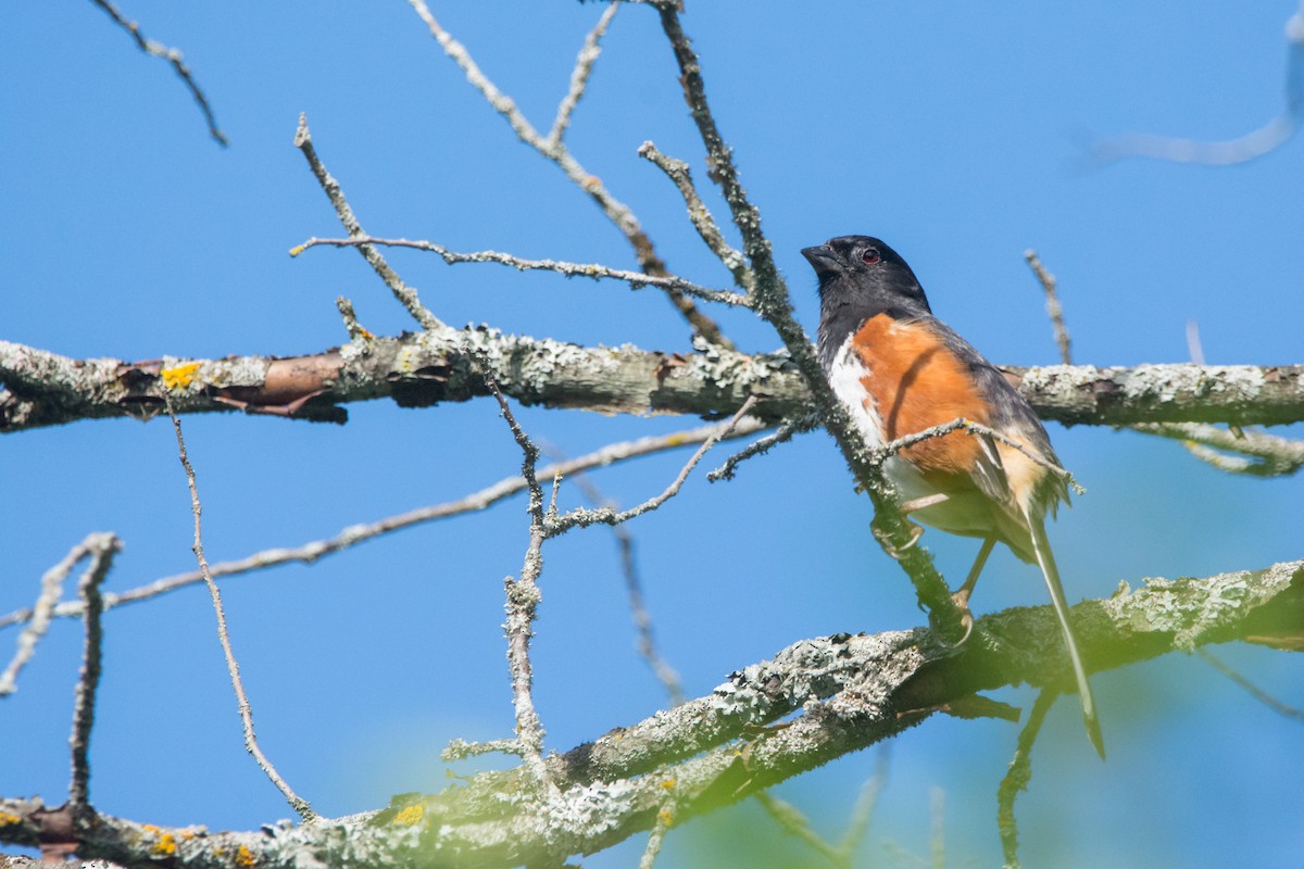 Eastern Towhee - ML620321859