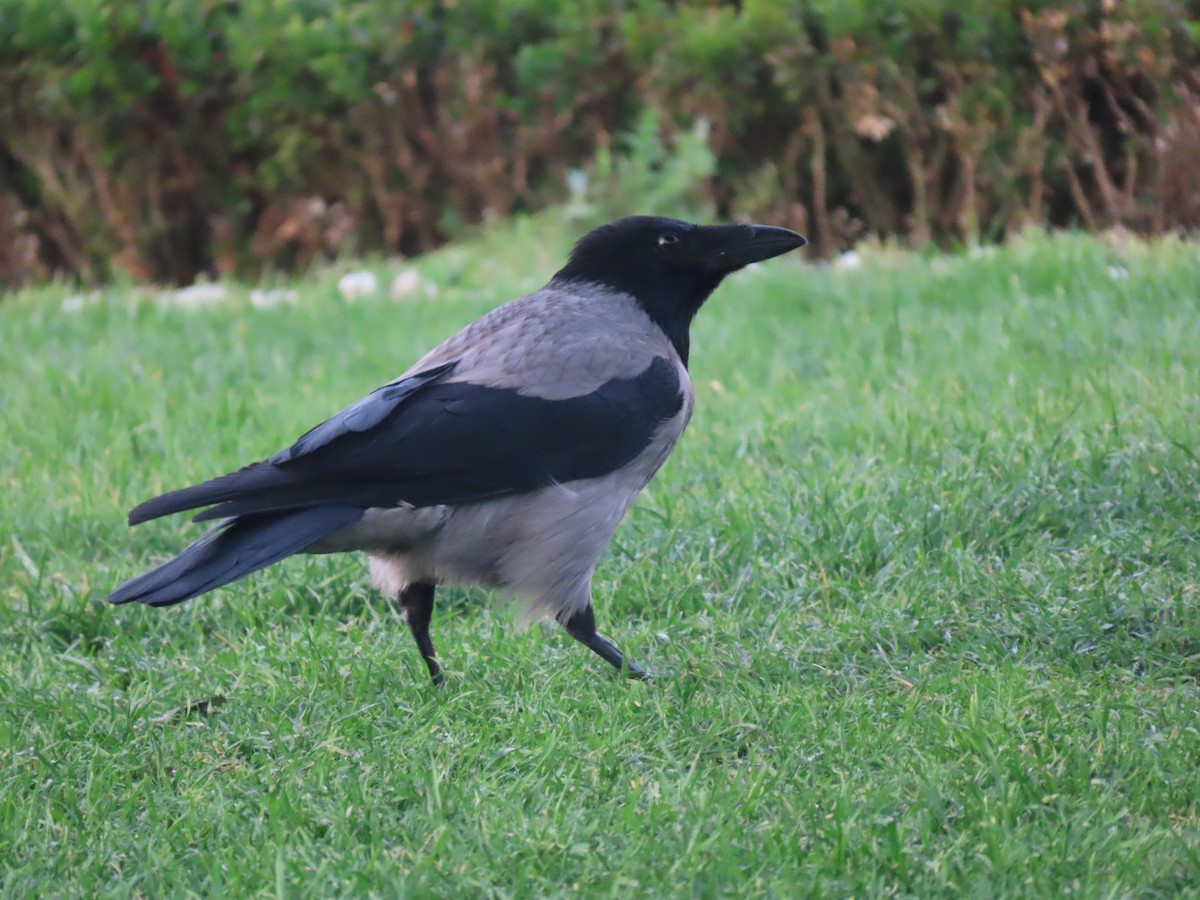 Hooded Crow - Jeff Hopkins