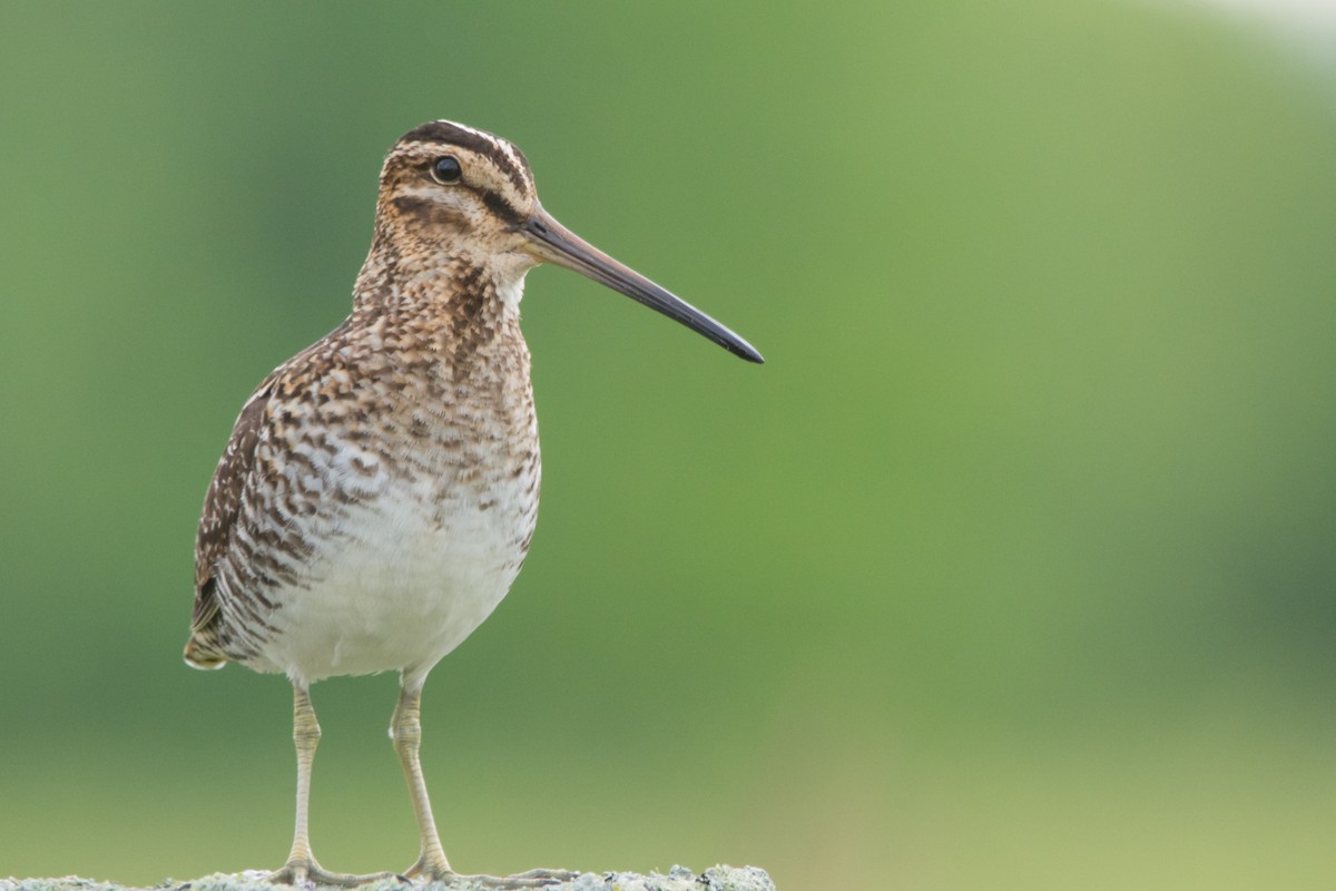 Wilson's Snipe - ML620321867