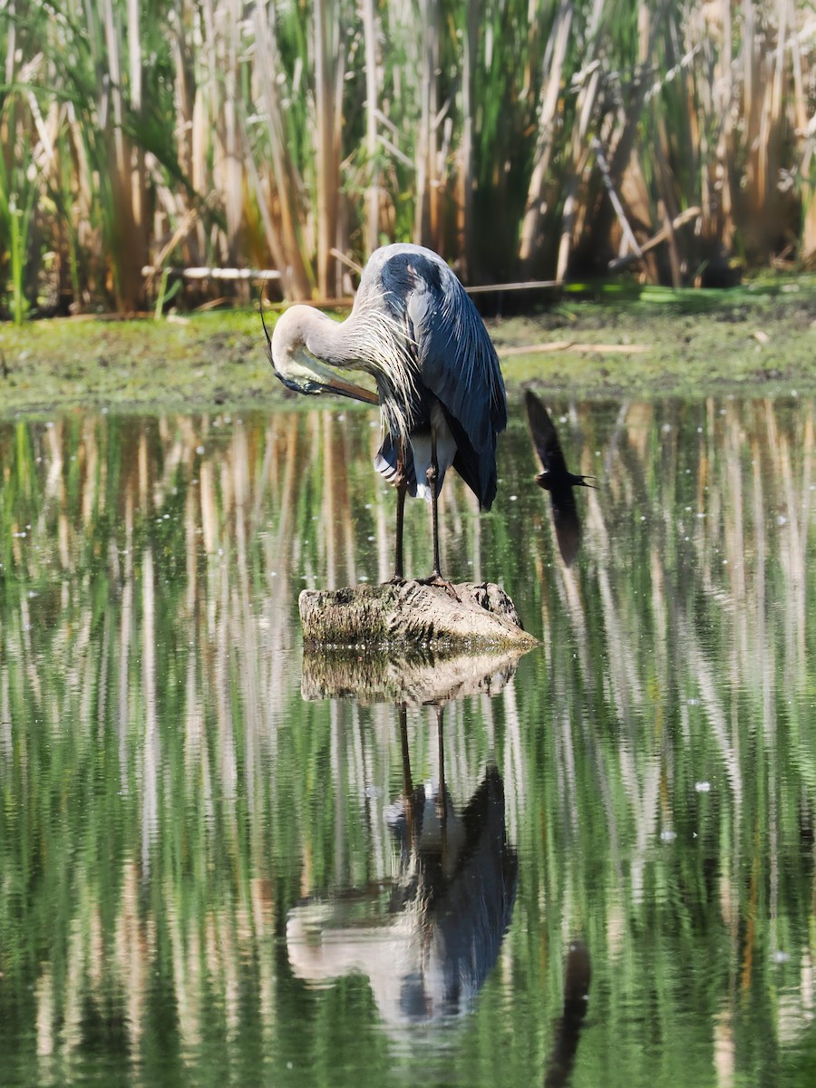 Garza Azulada - ML620321880