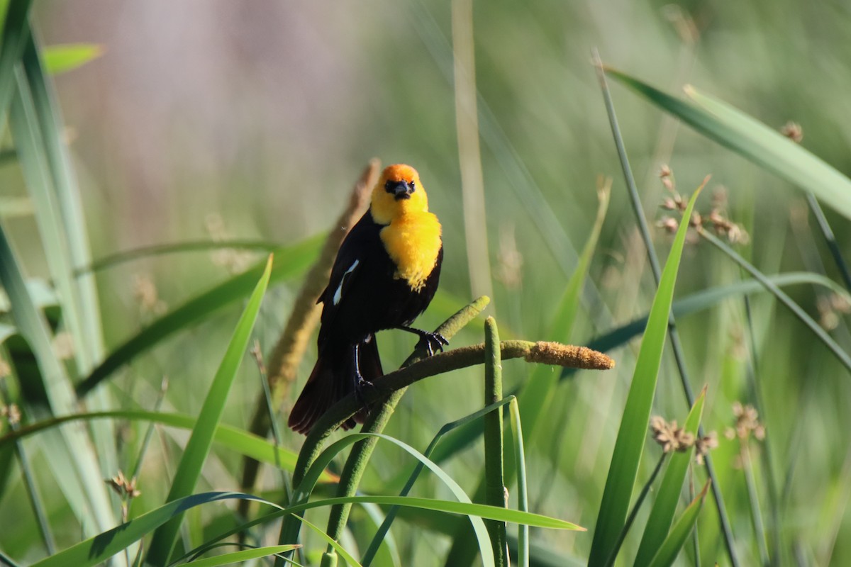 Yellow-headed Blackbird - ML620321885