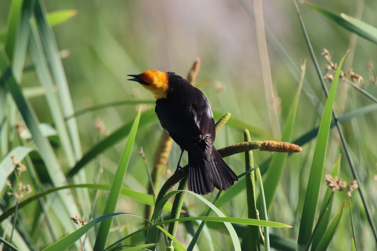 Yellow-headed Blackbird - ML620321887