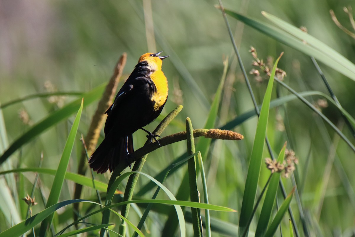 Yellow-headed Blackbird - ML620321888