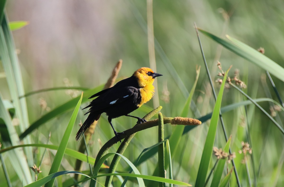 Yellow-headed Blackbird - ML620321889