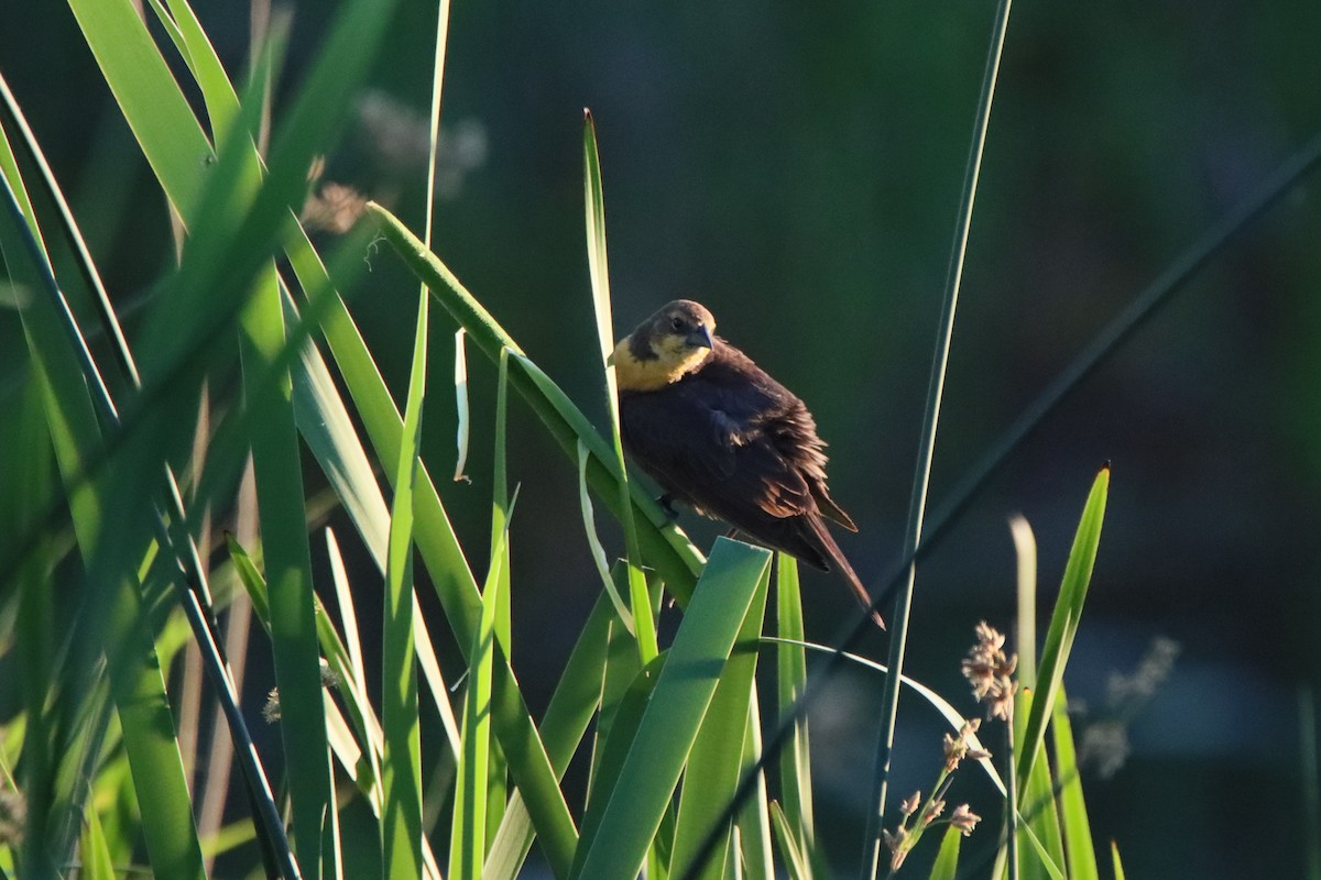 Yellow-headed Blackbird - ML620321891