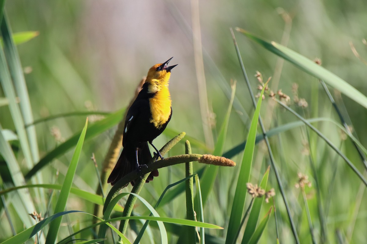 Yellow-headed Blackbird - ML620321892