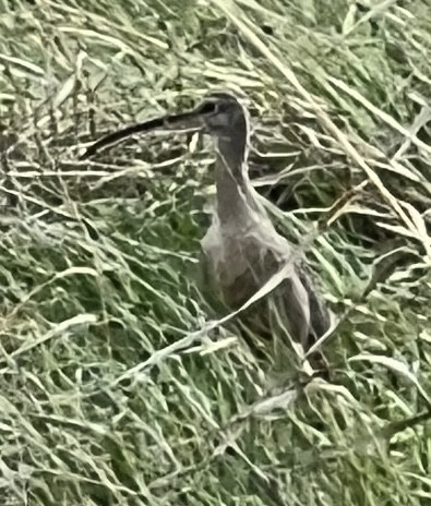 Long-billed Curlew - ML620321893