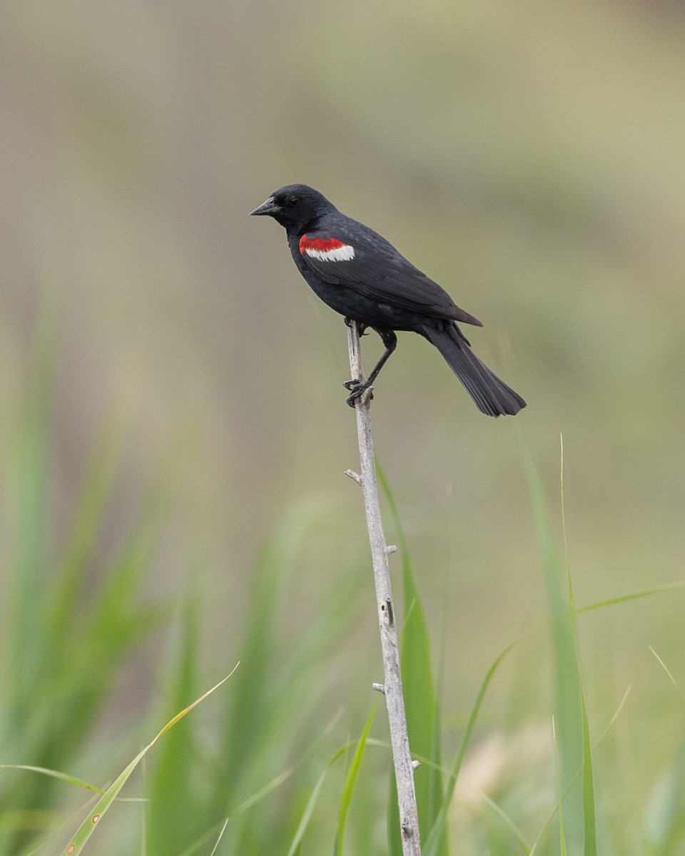 Tricolored Blackbird - ML620321895