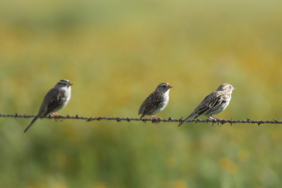 White-crowned Sparrow (Gambel's) - ML620321896