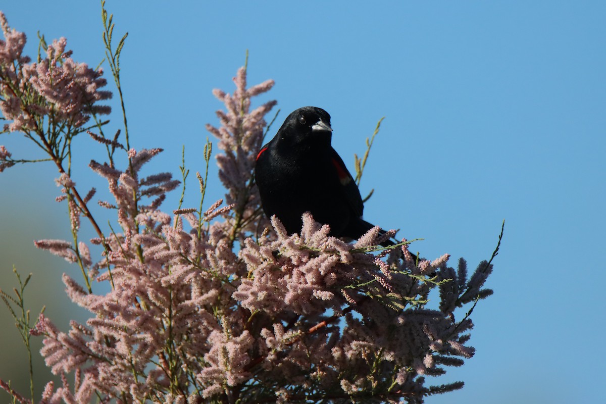 Red-winged Blackbird - ML620321898