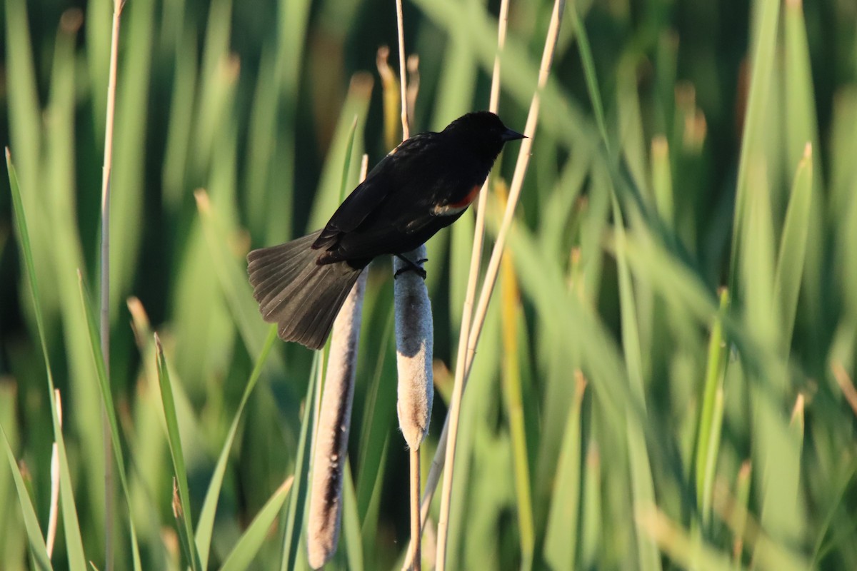 Red-winged Blackbird - ML620321899