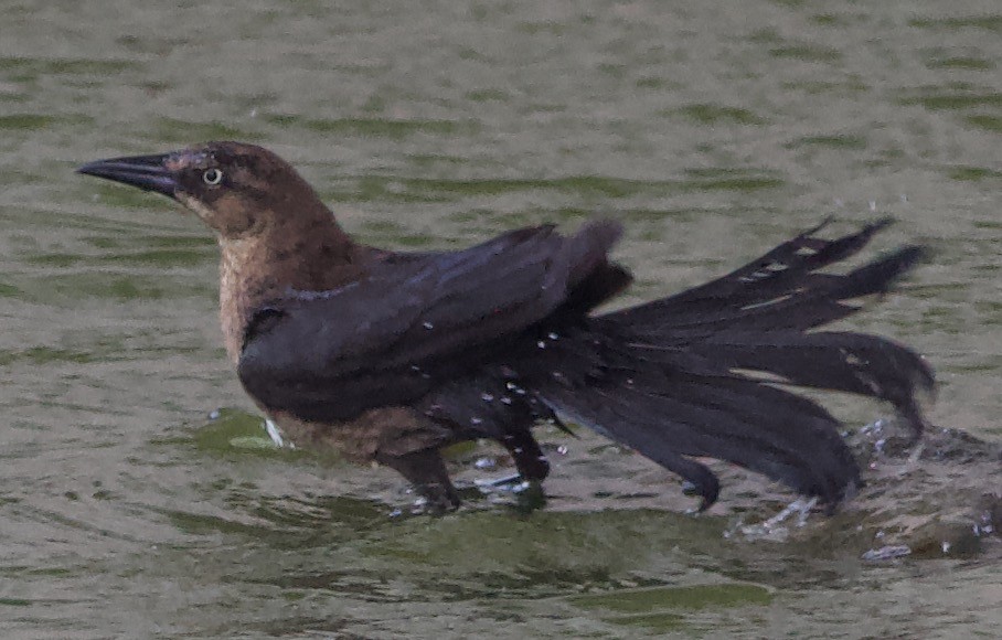 Boat-tailed Grackle - ML620321903