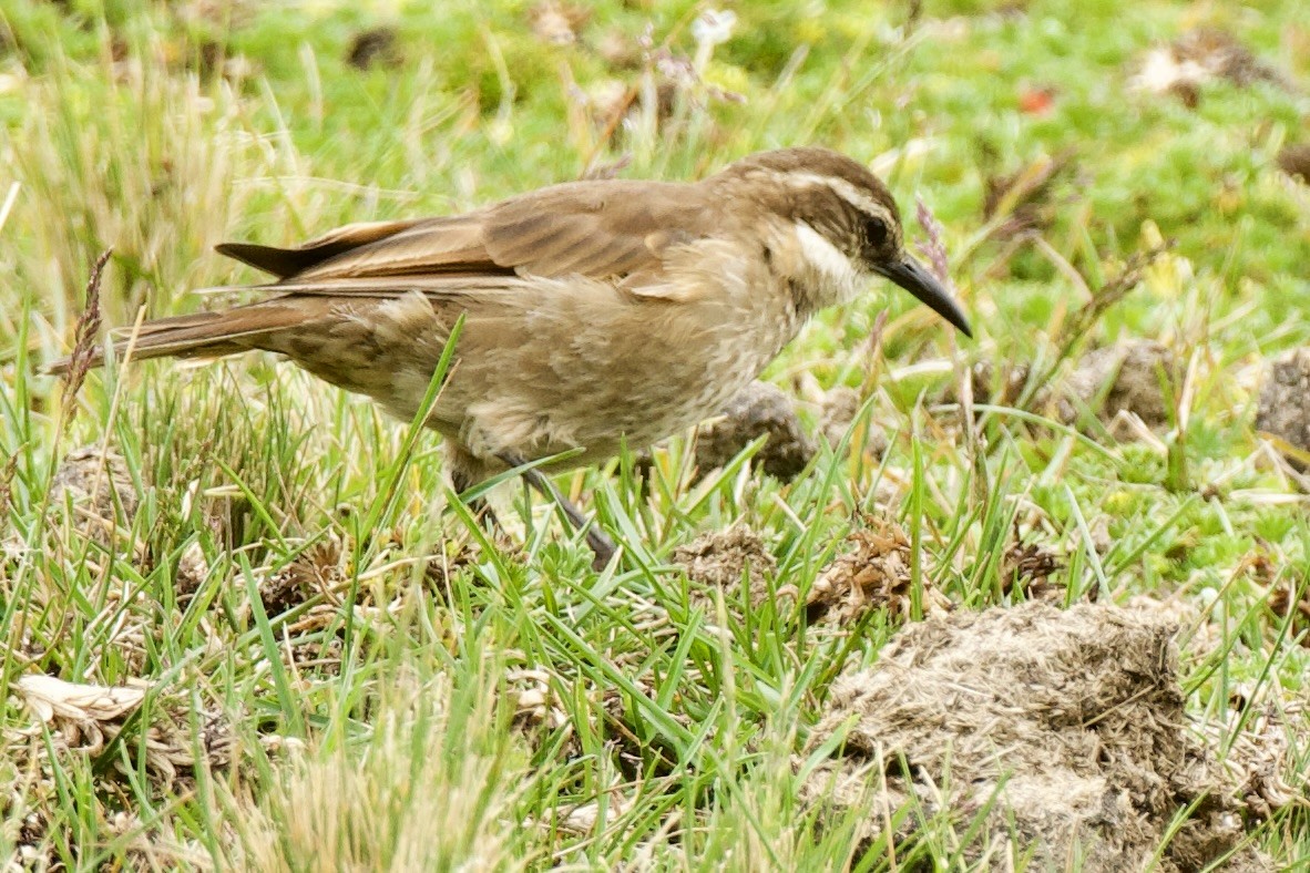 Stout-billed Cinclodes - ML620321910