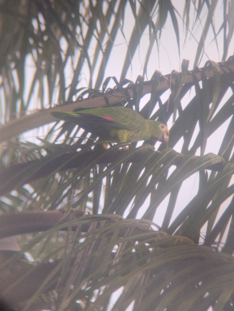 Yellow-crowned Parrot - ML620321911