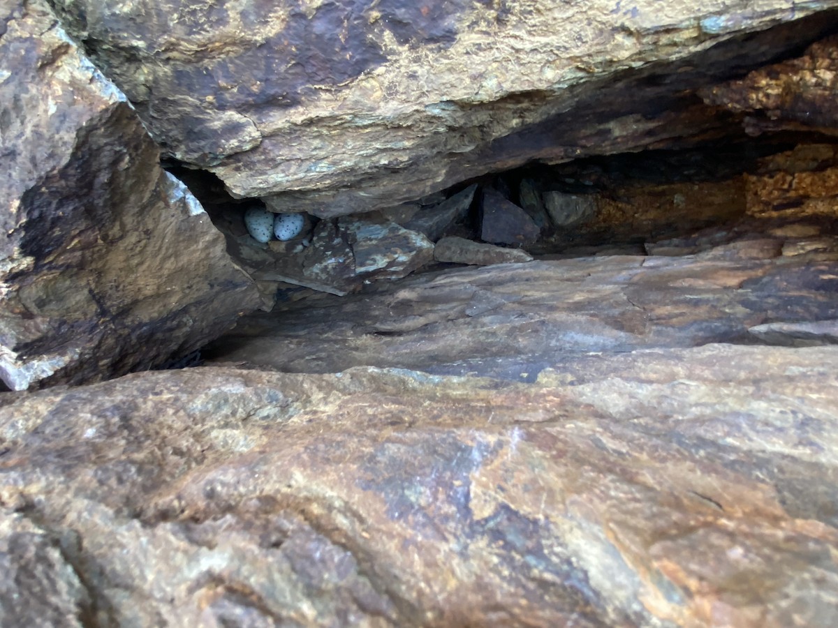 Black Guillemot - ML620321912