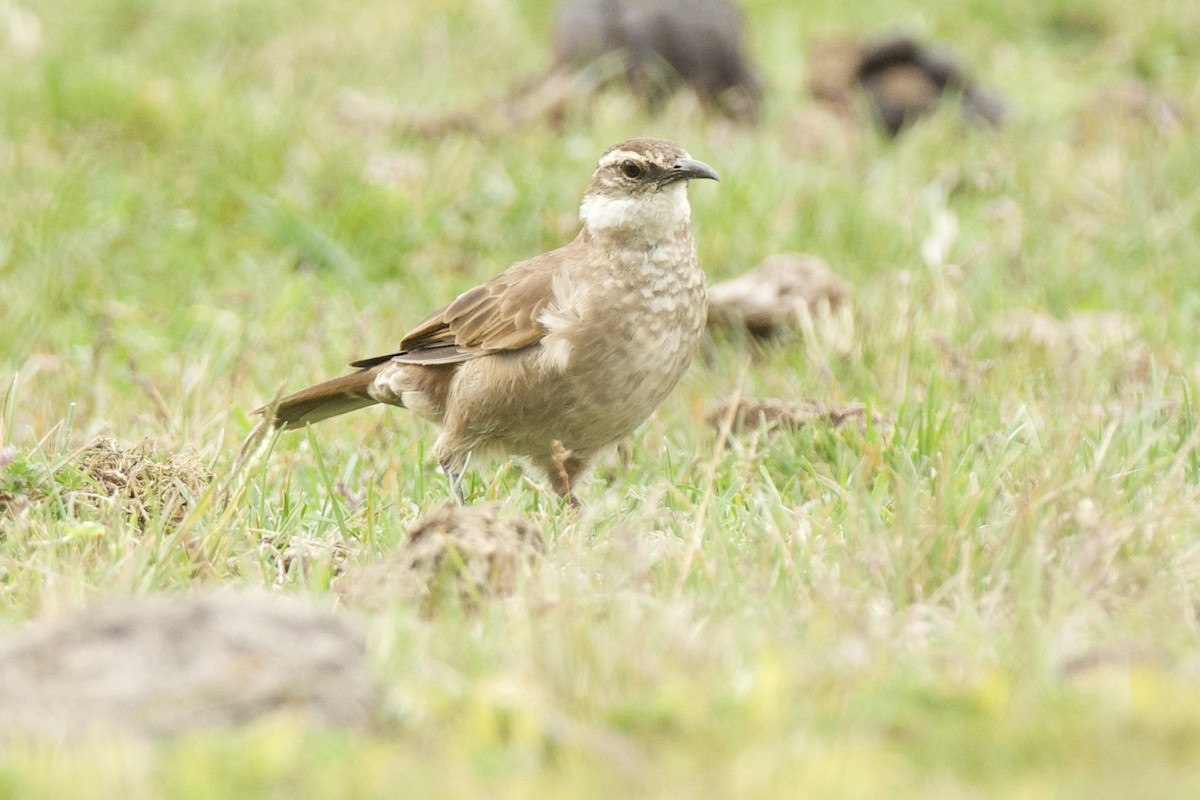 Stout-billed Cinclodes - ML620321918