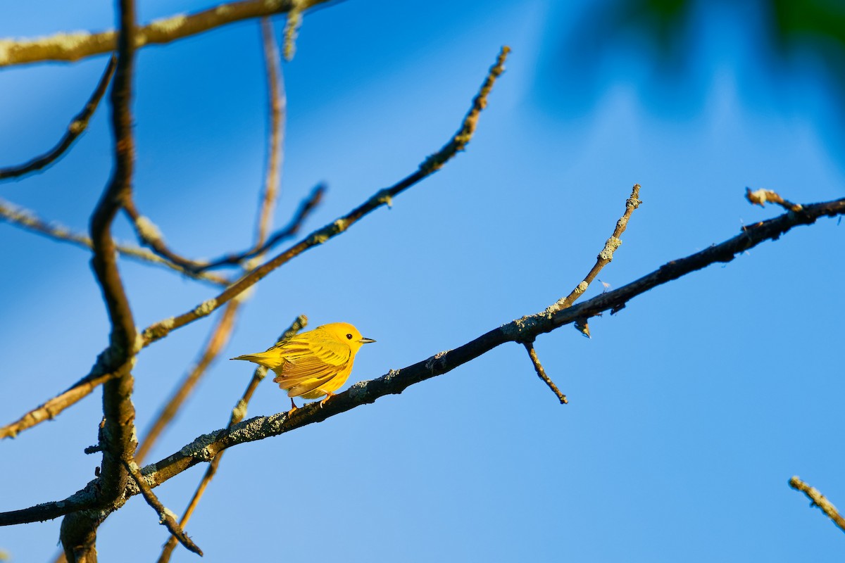 Yellow Warbler - ML620321924