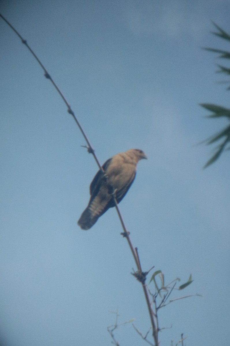 Caracara à tête jaune - ML620321927