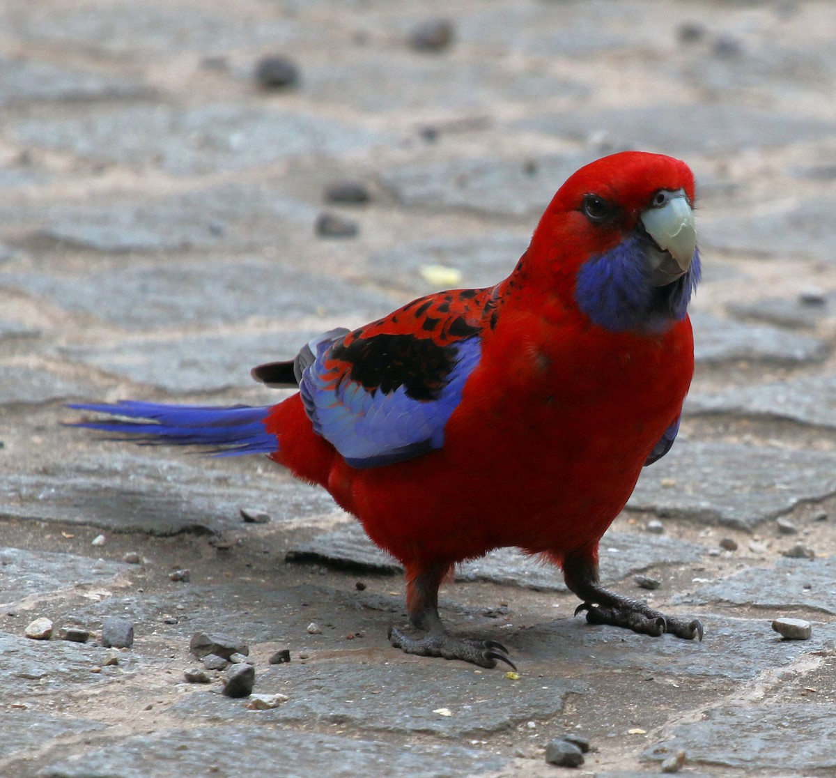 Crimson Rosella - ML620321928