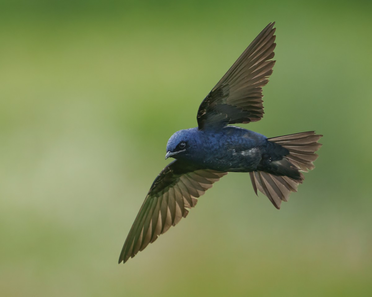 Purple Martin - ML620321929