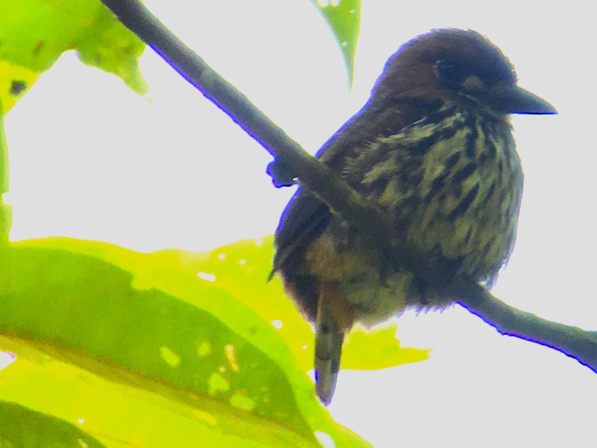 Lanceolated Monklet - ML620321936