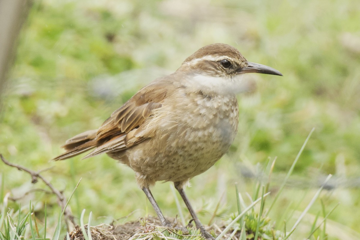 Stout-billed Cinclodes - ML620321942