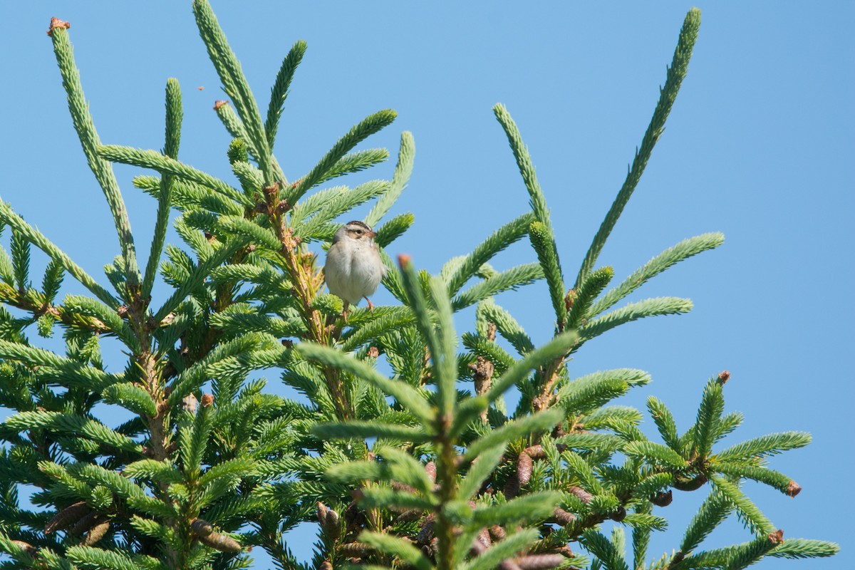 Clay-colored Sparrow - ML620321943