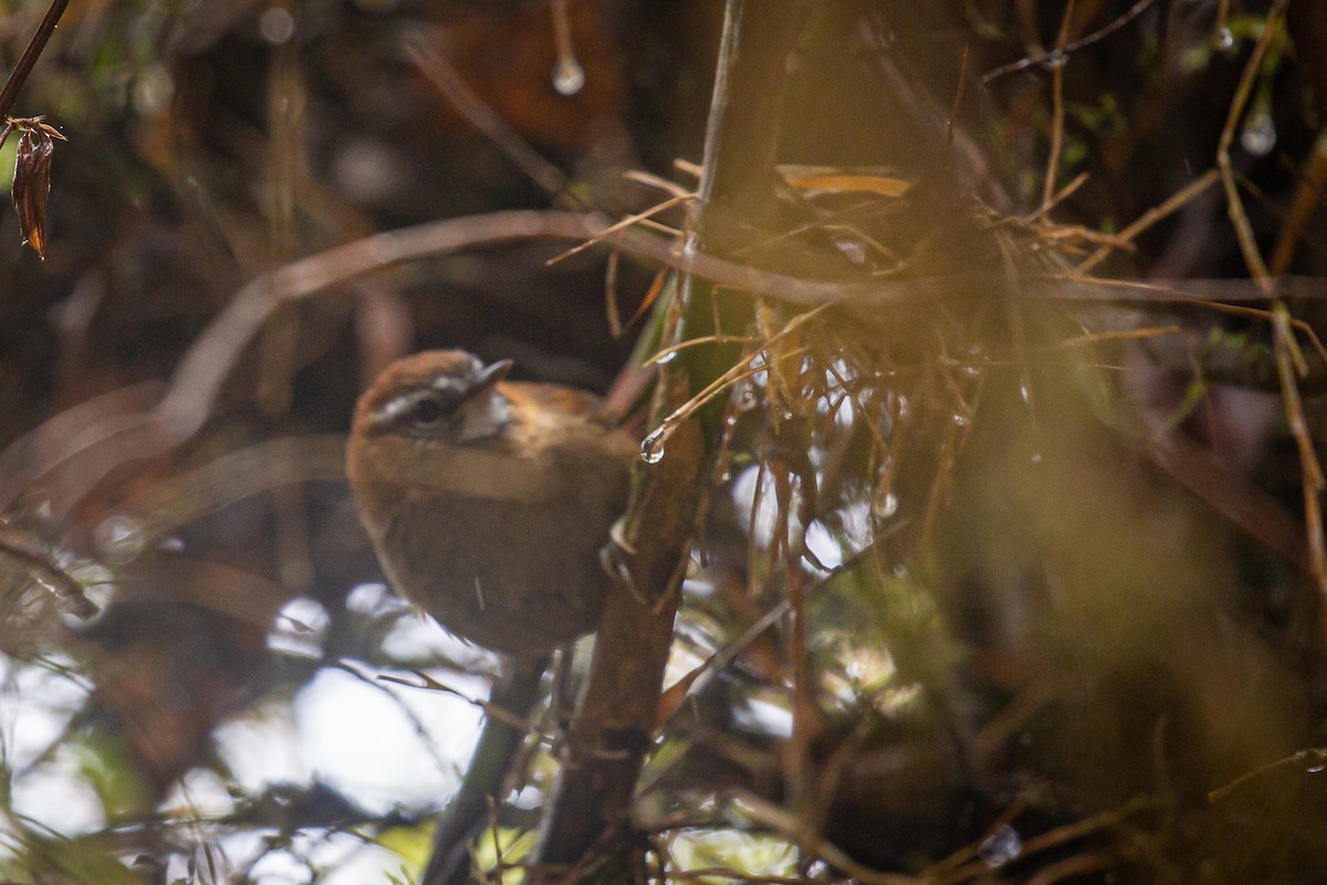 White-browed Spinetail - ML620321959