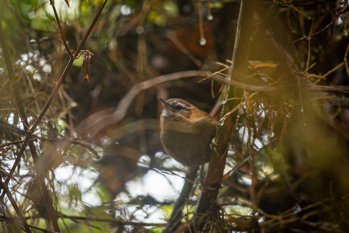 White-browed Spinetail - ML620321960