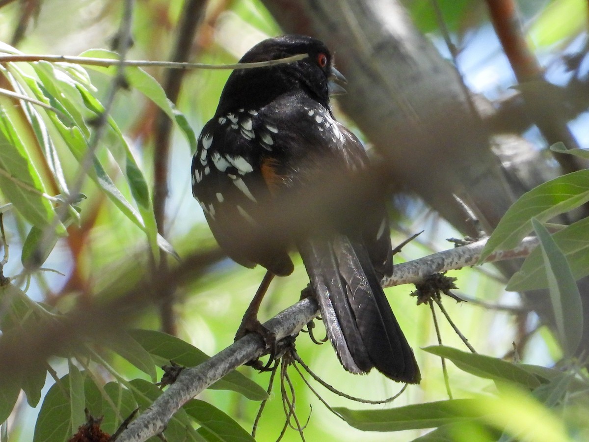 Spotted Towhee - ML620321977