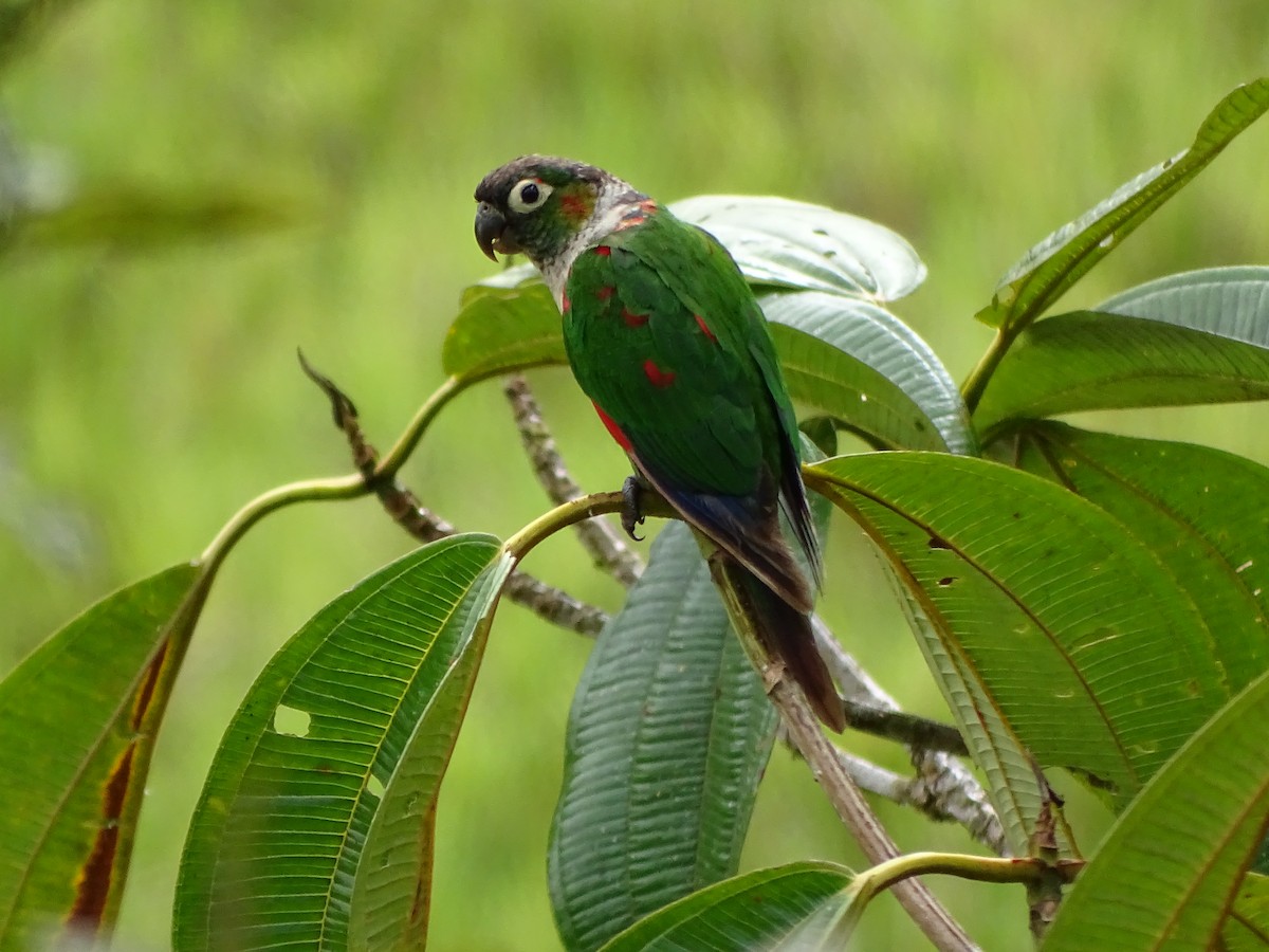 White-necked Parakeet - ML620321988