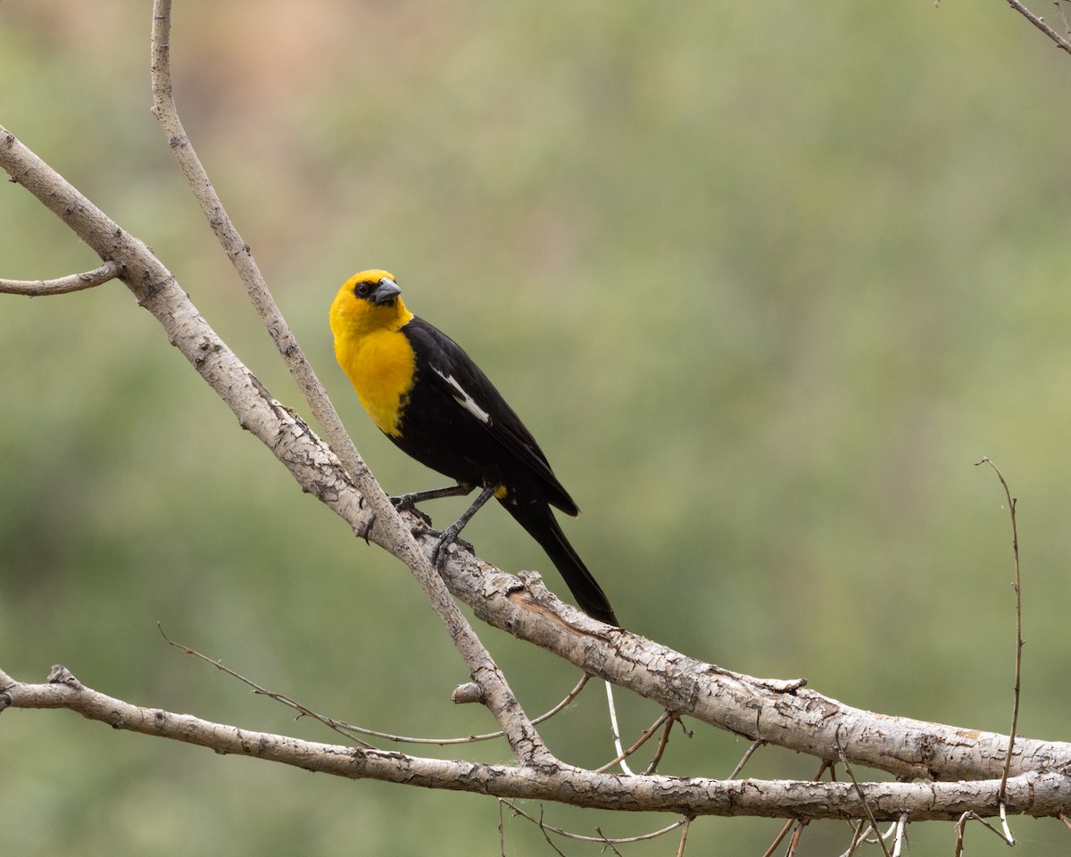 Yellow-headed Blackbird - ML620322001