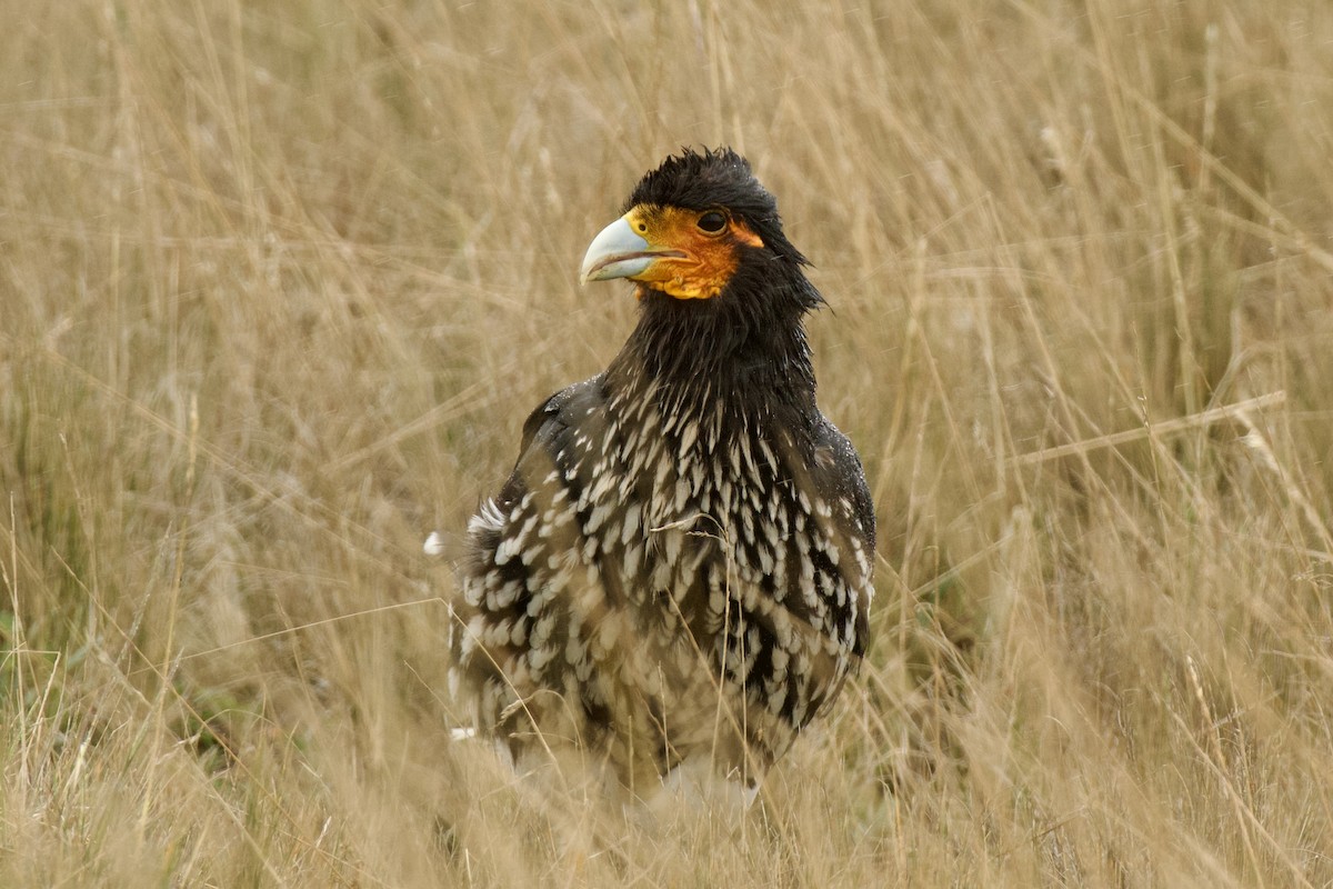 Caracara caronculé - ML620322002