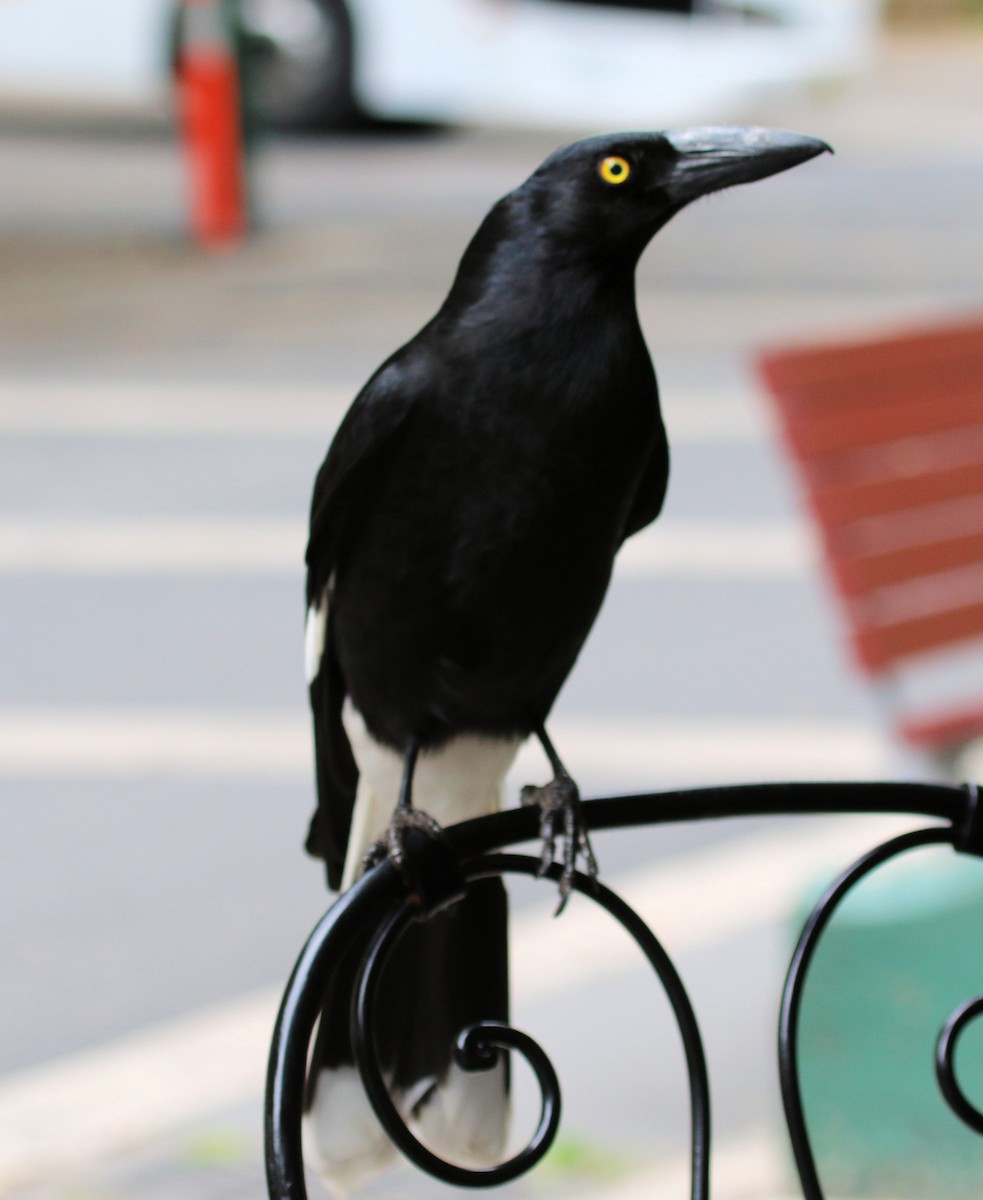 Pied Currawong - ML620322008