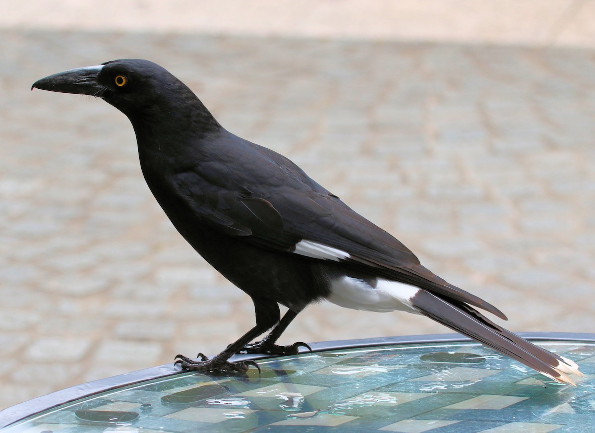 Pied Currawong - ML620322009
