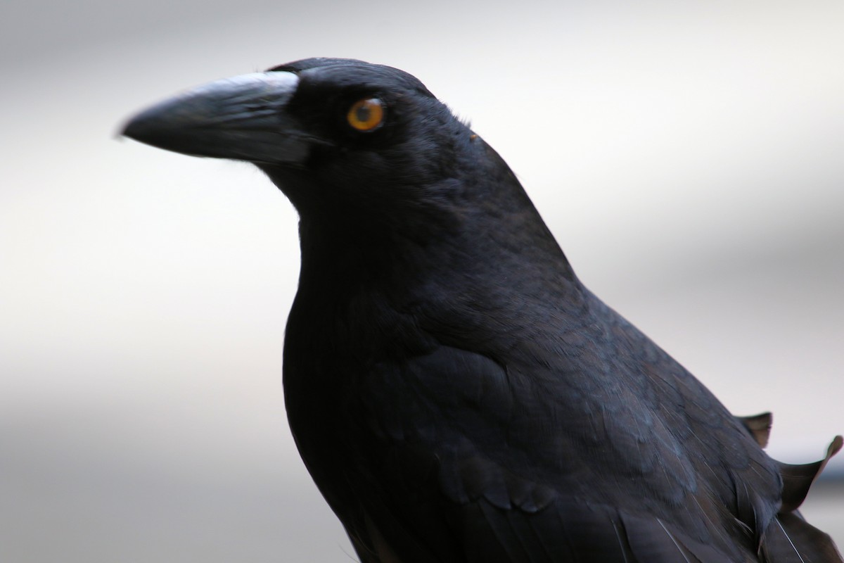 Pied Currawong - ML620322010
