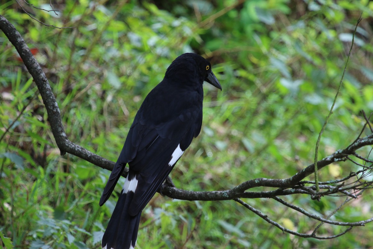 Pied Currawong - ML620322011