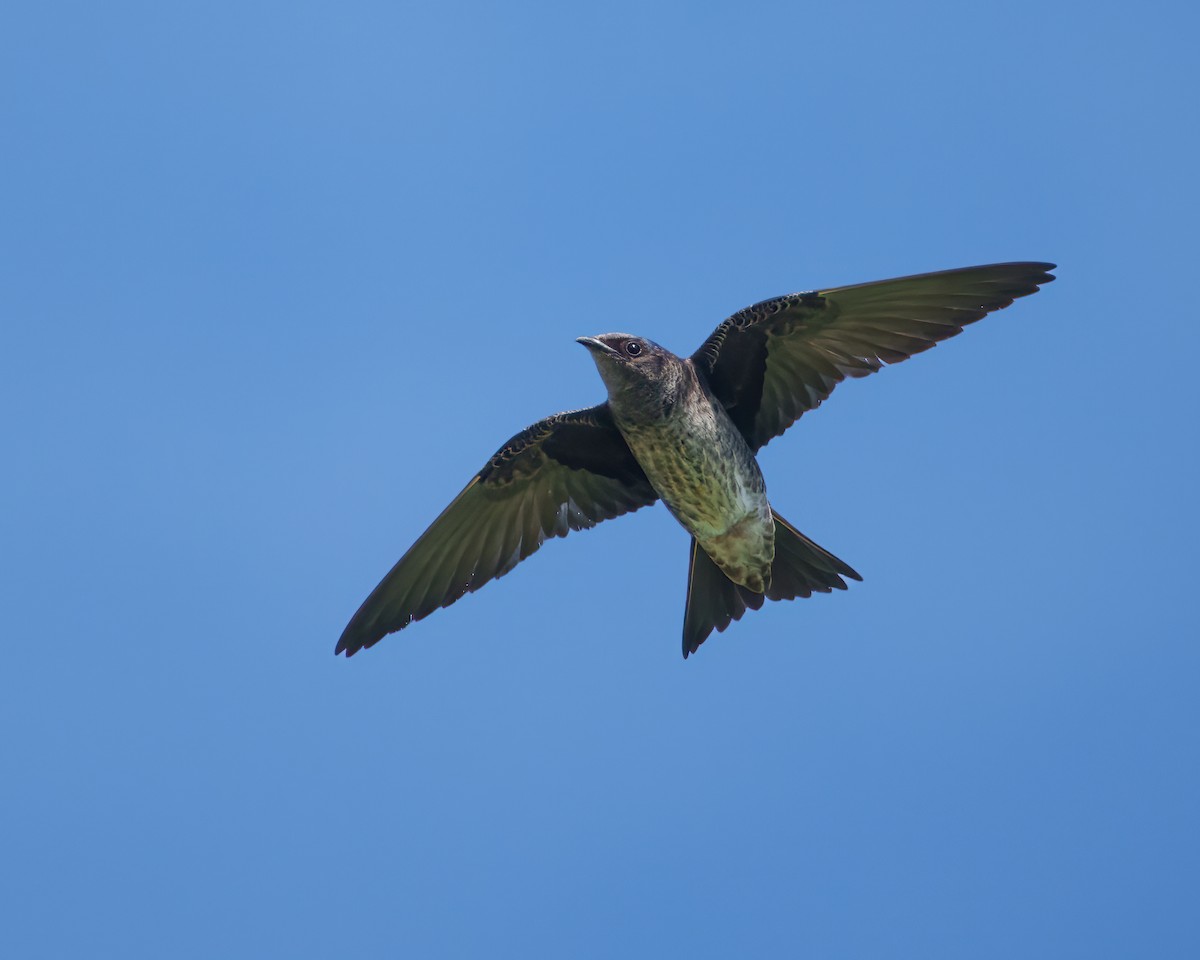 Purple Martin - ML620322018