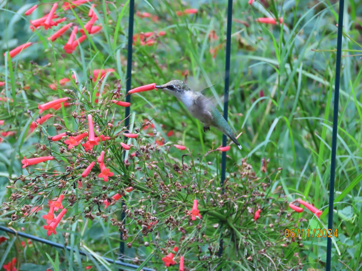 Ruby-throated Hummingbird - ML620322020