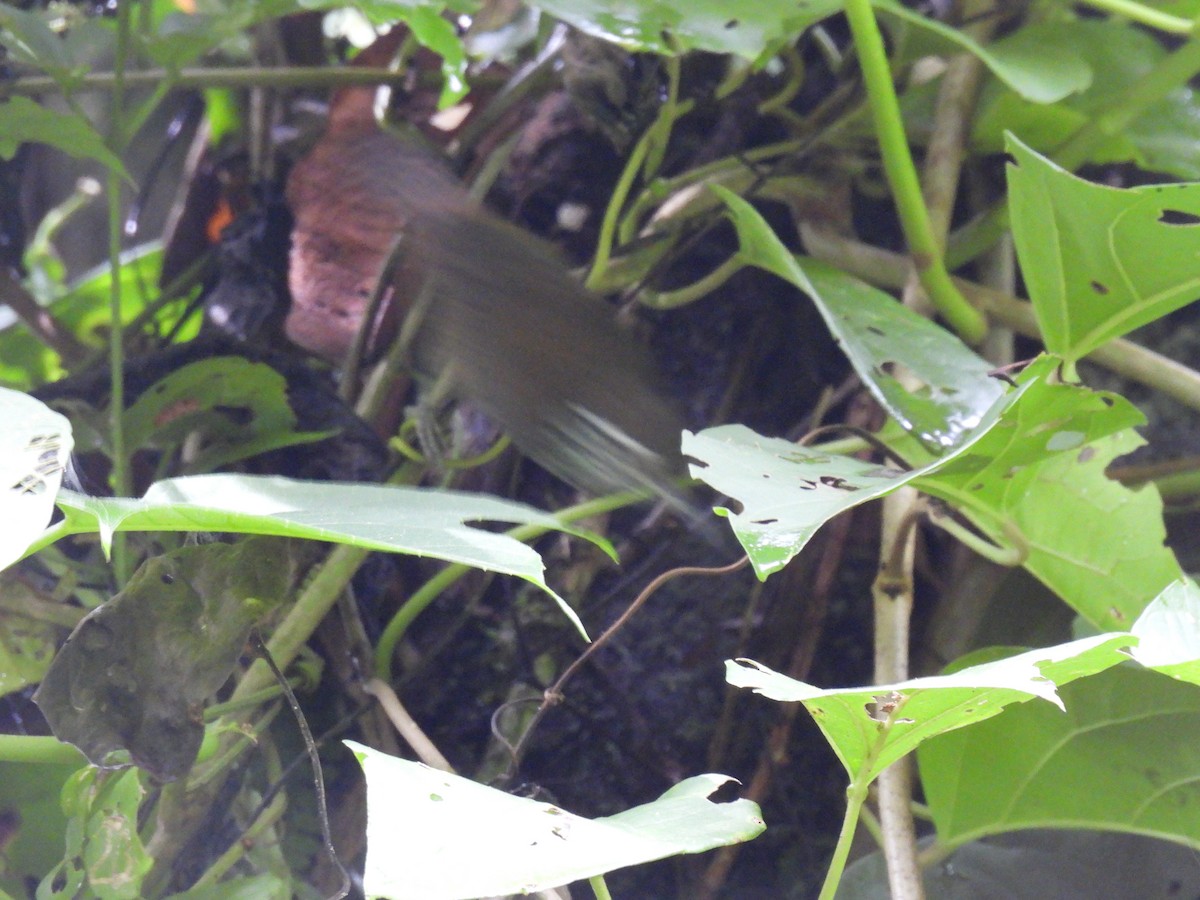 Stripe-breasted Wren - ML620322024