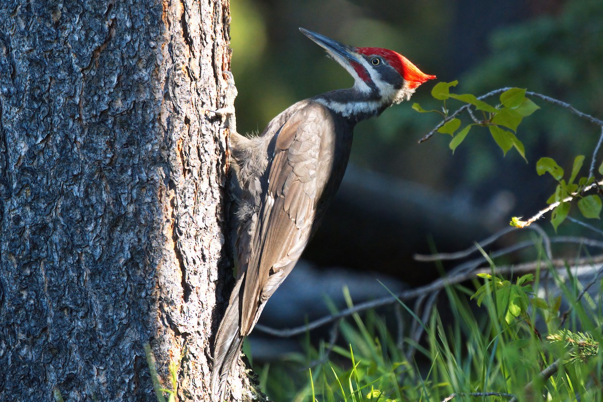 Pileated Woodpecker - ML620322031