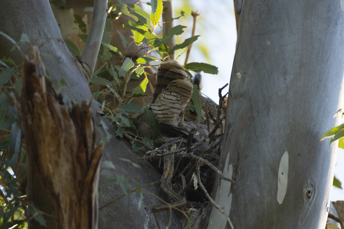 Great Horned Owl - ML620322035