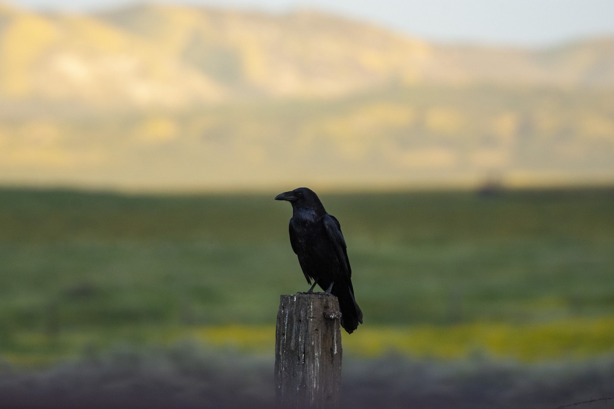 Common Raven - ML620322046