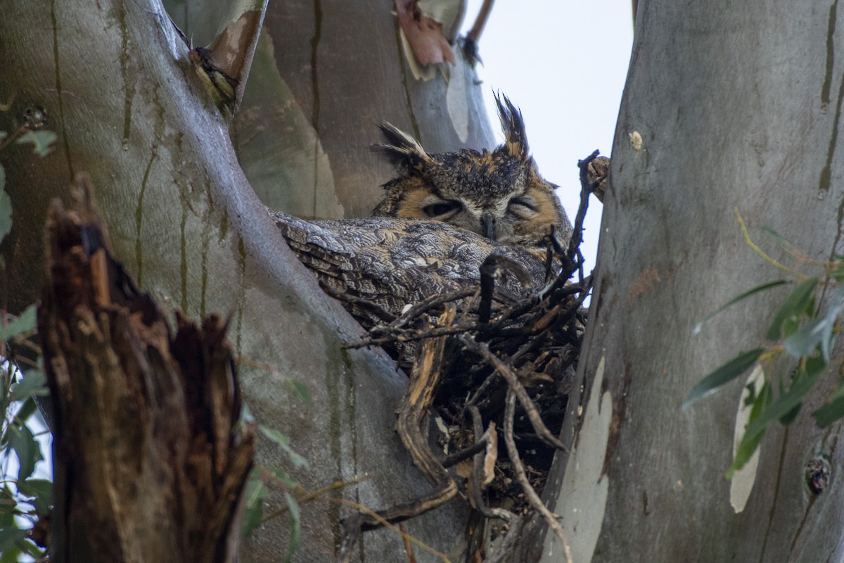 Great Horned Owl - ML620322057