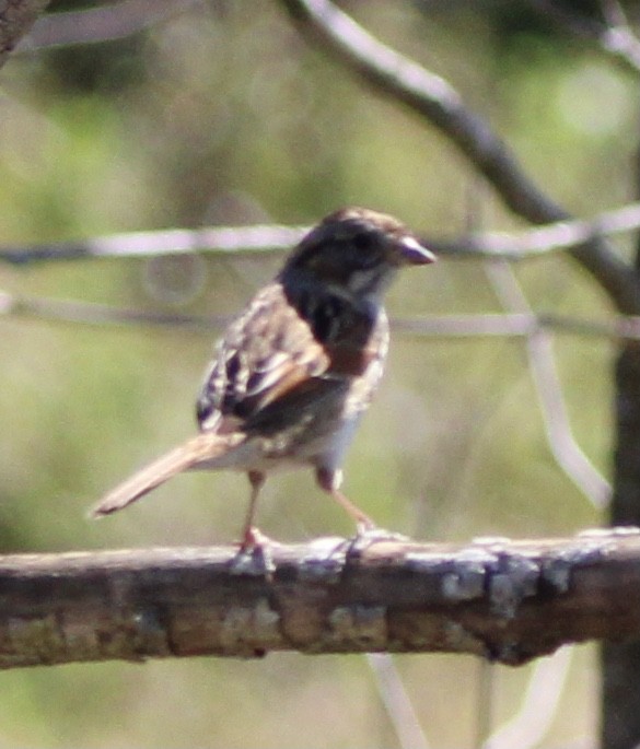 Swamp Sparrow - ML620322076