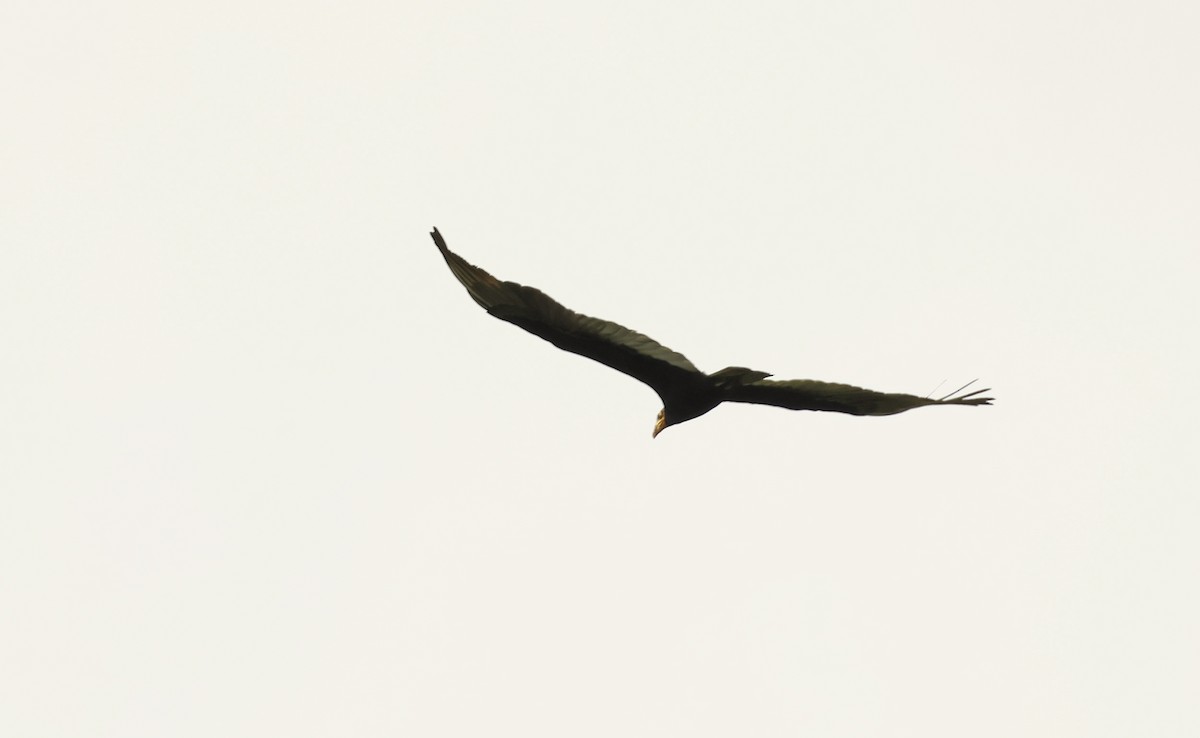 Greater Yellow-headed Vulture - ML620322078