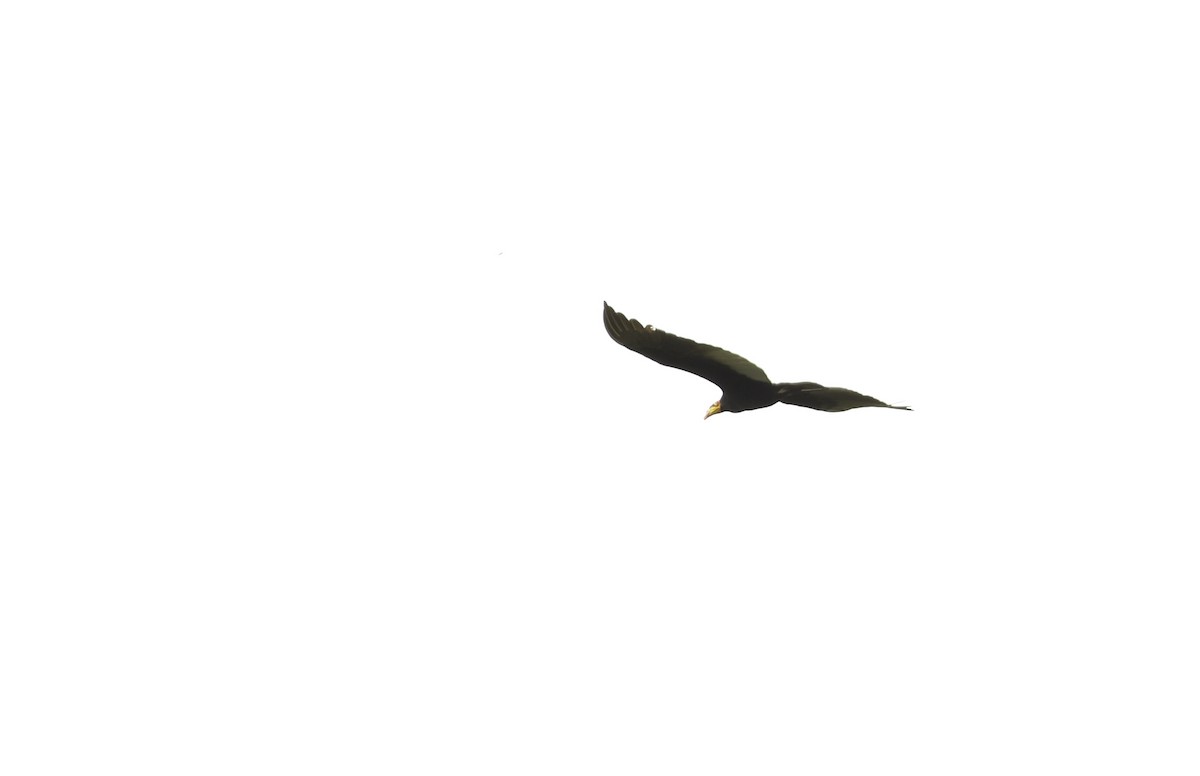 Greater Yellow-headed Vulture - ML620322079