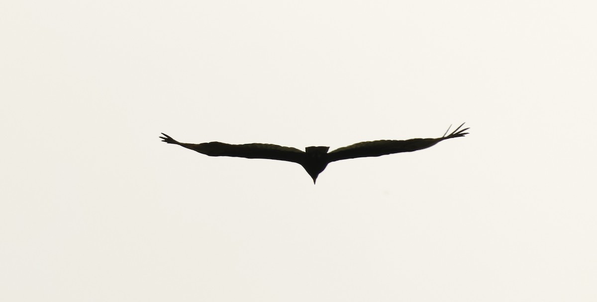 Greater Yellow-headed Vulture - ML620322080