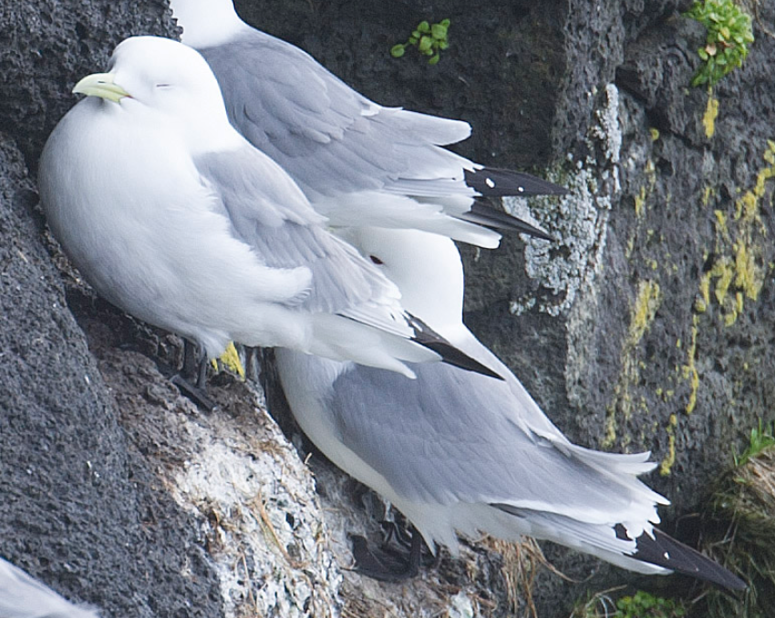 Black-legged Kittiwake - ML620322086